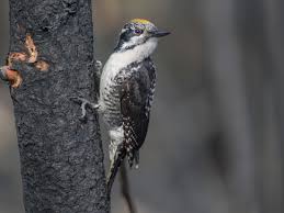 Attēlu rezultāti vaicājumam “Picoides tridactylus”