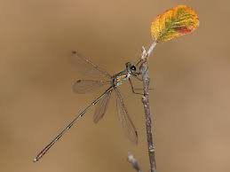 Attēlu rezultāti vaicājumam “Chalcolestes viridis”