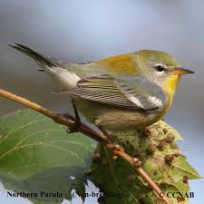 Image result for Parula americana
