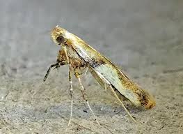 Attēlu rezultāti vaicājumam “Caloptilia hemidactylella”