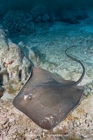 Image result for Hypanus longus