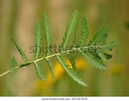 Attēlu rezultāti vaicājumam “Tanacetum vulgare leaf”