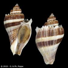 Image result for Melongena corona