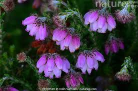 Attēlu rezultāti vaicājumam “Erica tetralix”