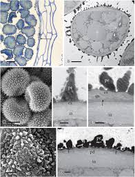 Attēlu rezultāti vaicājumam “Physarum obscurum spores”
