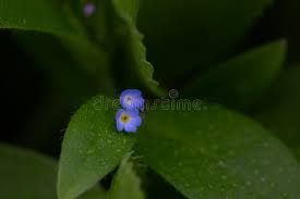 Attēlu rezultāti vaicājumam “Myosotis sparsiflora leaf”