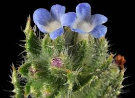 Attēlu rezultāti vaicājumam “Anchusa arvensis”