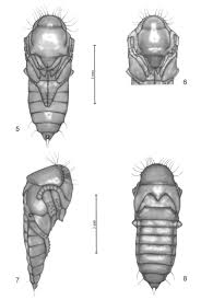 Attēlu rezultāti vaicājumam “Ontholestes murinus”