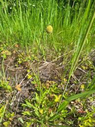 Image result for Knautia arvensis