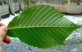 Attēlu rezultāti vaicājumam “Ulmus glabra leaf”