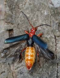 Attēlu rezultāti vaicājumam “Rhamnusium bicolor”