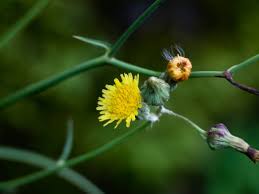 Attēlu rezultāti vaicājumam “Sonchus asper flower”
