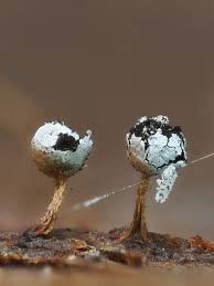 Attēlu rezultāti vaicājumam “Physarum bryocorticola sessile”