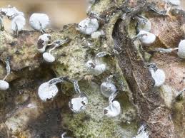 Attēlu rezultāti vaicājumam “Lycogala alisaulianovae young”