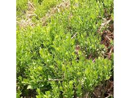 Attēlu rezultāti vaicājumam “Vaccinium myrtillus leaf”