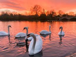 Image result for Sussex Swans
