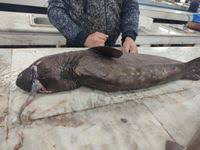 Image result for Dalatias licha