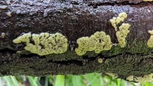 Attēlu rezultāti vaicājumam “Diderma floriforme stalked”