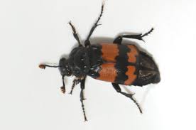 Attēlu rezultāti vaicājumam “Nicrophorus investigator”