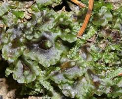 Attēlu rezultāti vaicājumam “Pellia”