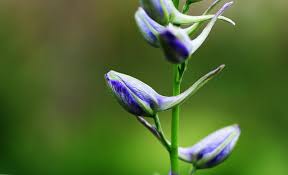 Attēlu rezultāti vaicājumam “Consolida regalis bud”