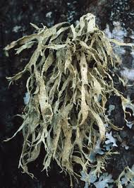 Attēlu rezultāti vaicājumam “Ramalina thrausta”