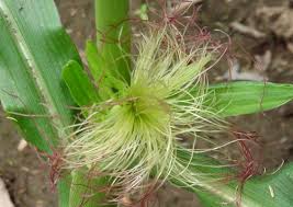Attēlu rezultāti vaicājumam “Zea mays female flower”