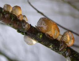 Attēlu rezultāti vaicājumam “Exidia repanda”