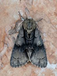 Attēlu rezultāti vaicājumam “Acronicta alni larva”