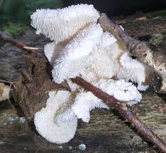 Attēlu rezultāti vaicājumam “Antrodia mellita”