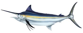 Image result for Istiompax indica