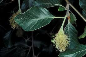 Attēlu rezultāti vaicājumam “Fagus sylvatica male flower”