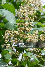 Attēlu rezultāti vaicājumam “Catalpa ovata flower”