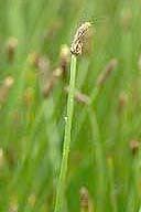 Attēlu rezultāti vaicājumam “Eleocharis palustris”