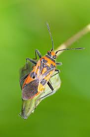 Attēlu rezultāti vaicājumam “Corizus hyoscyami imago”