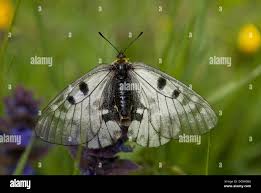 Attēlu rezultāti vaicājumam “Parnassius mnemosyne underside”