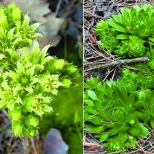 Attēlu rezultāti vaicājumam “Jovibarba globifera”