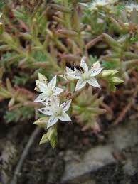 Attēlu rezultāti vaicājumam “Sedum pallidum flower”