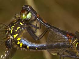 Attēlu rezultāti vaicājumam “Leucorrhinia dubia male”