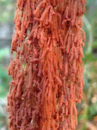 Attēlu rezultāti vaicājumam “Heterotrichia oerstedii (syn. Arcyria oerstedii) spores”