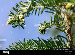 Attēlu rezultāti vaicājumam “Taxus baccata female flower”