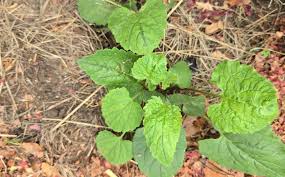 Attēlu rezultāti vaicājumam “Campanula rapunculoides leaf”
