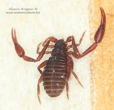 Attēlu rezultāti vaicājumam “Chelifer cancroides”