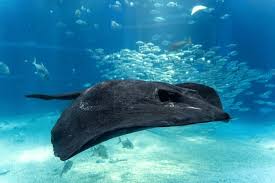 Image result for Bathytoshia brevicaudata