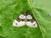 Attēlu rezultāti vaicājumam “Cosmorhoe ocellata”