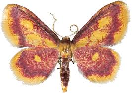 Attēlu rezultāti vaicājumam “Idaea muricata”