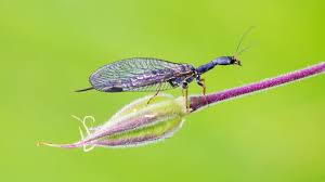 Attēlu rezultāti vaicājumam “Neuroptera”