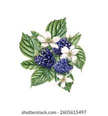 Attēlu rezultāti vaicājumam “Rubus plicatus flower”