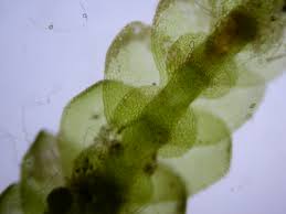 Attēlu rezultāti vaicājumam “Calypogeia muelleriana”