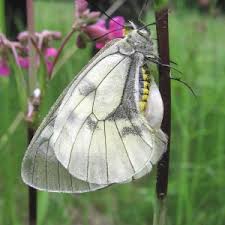 Attēlu rezultāti vaicājumam “Parnassius mnemosyne underside”